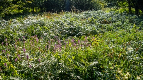 Scrub with foxgloves and bracken