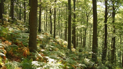 Woodland trees with bracken covering woodland floor