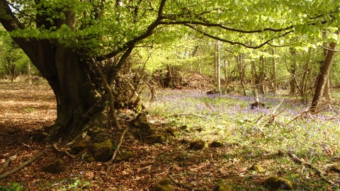 Veteran Tree with bluebells