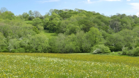 Wildflower Meadow with wooded slope behind