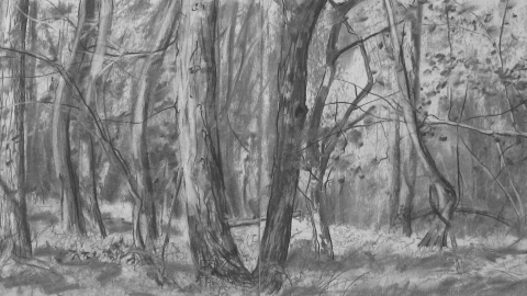 Charcoal drawing of woodland