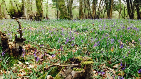 Bluebells and beech