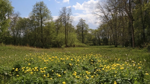 Globe flowers at Upper Welson Marsh