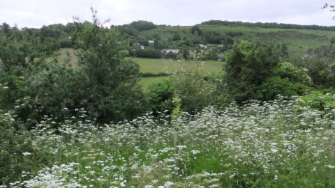 View through cow parsley to hills beyond