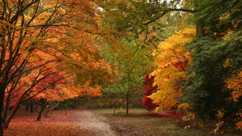 autumn colour
