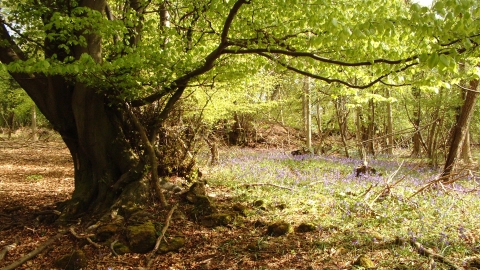 Leeping Stocks Nature Reserve