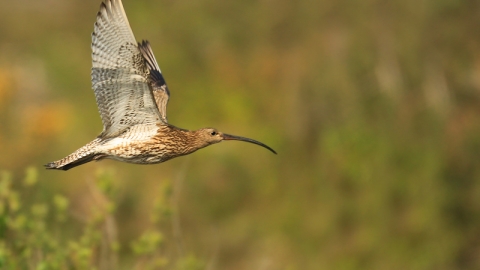 Curlew