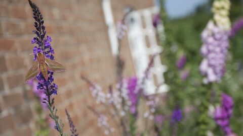 Elephant hawk moth in garden beside brick house