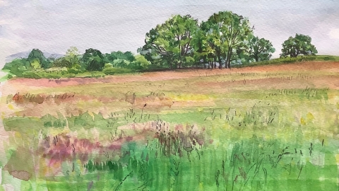 Watercolour picture of a meadow