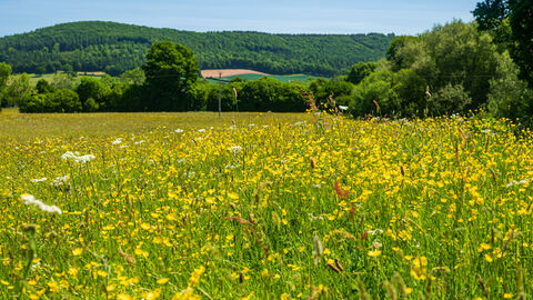 Wildflower meadow of yellow and white flowers with tall hedgerow in background and hills beyond