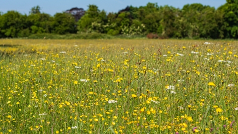 Wildflower meadow of yellow and white flowers with tall hedgerow in background