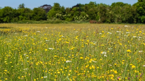 Wildflower meadow of yellow and white flowers with tall hedgerow in background