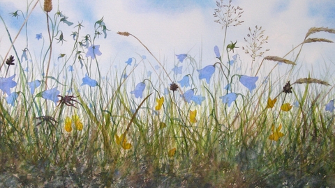 Watercolour painting of harebells and wildflowers