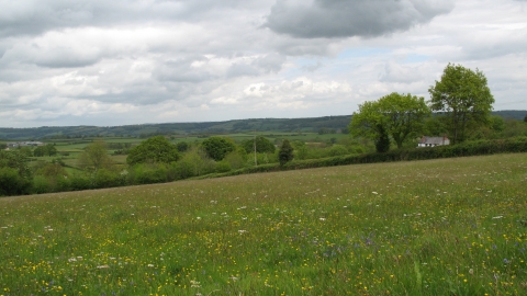 View across field of grass with flowers