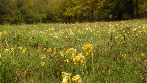 Cowslips flowering in meadow with trees behind