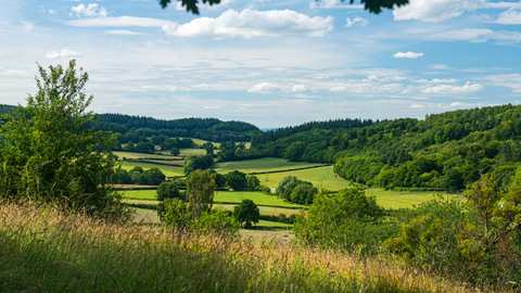 View across landscape with long grass in foreground to fields and woodland beyond