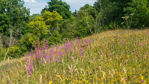 Sloping meadow with tall purple flowers and hedgerow and trees behind