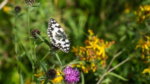 Black and white butterfly with purple and yellow flowers