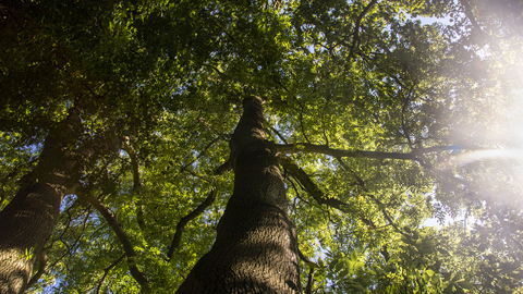 View up into the canopy of a large tree with sunlight bleeding through