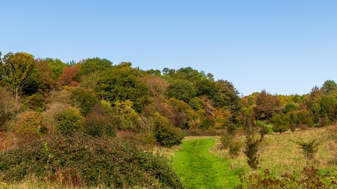 View across landscape of rough grass, bushes and trees beyond