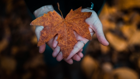 Hands held out holding a large maple leaf