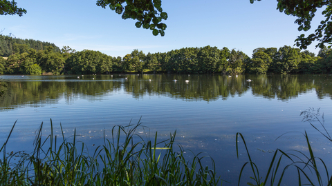 View across clam lake with trees beyond
