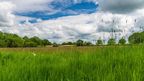 View across green meadow with trees in the distance and blue sky with white clouds above