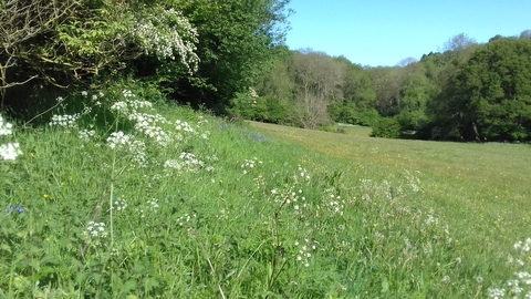 View across meadow with thick surrounding hedgerows