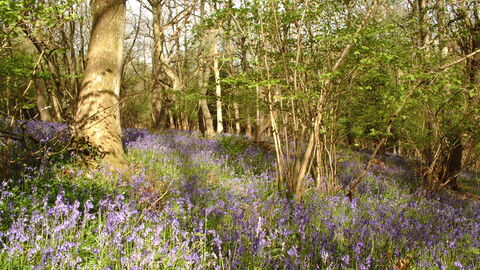 Bluebells accross a woodland