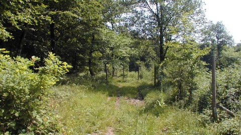 View along grassy path through trees in spring