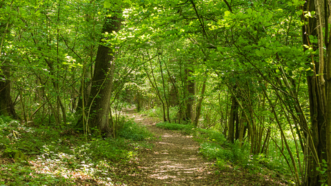 View along path through green trees in spring