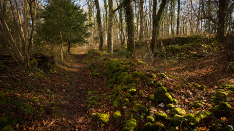 Autumn woodland scene with remnants of stone wall covered with moss