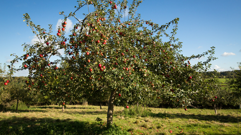 Apple tree with red apples growing in a grassy field