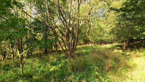 View into woodland glade with multi-stemmed tree in centre