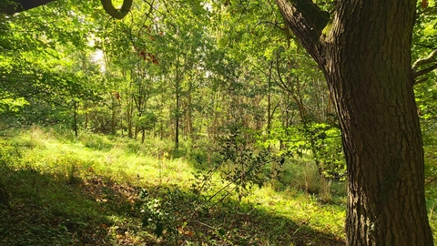 View into sunny woodland glade with large tree trunk on right hand side of foreground