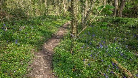 Footpath winding through a sunny woodland with blue and white flowers amongst green ground vegetation
