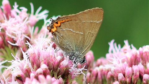 A pale brown butterfly with orange tip to its closed-up wings and faint white lines across the wing, sat atop pale pink flower bugs