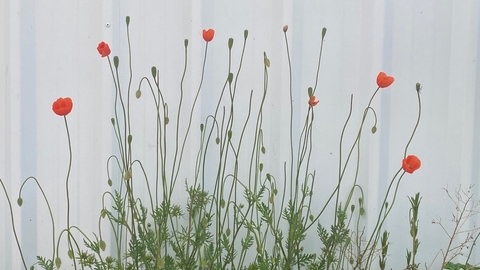 Poppies growing in a crack between a white wall and pavement