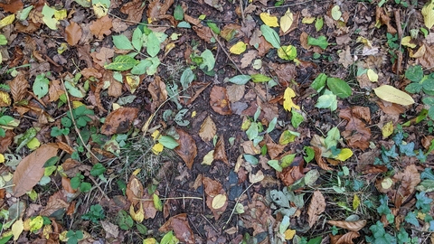 View of yellow, brown and green leaves on woodland floor