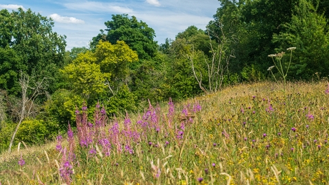 Common Hill Nature Reserve