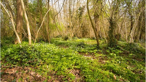 Coughton Marsh Nature Reserve