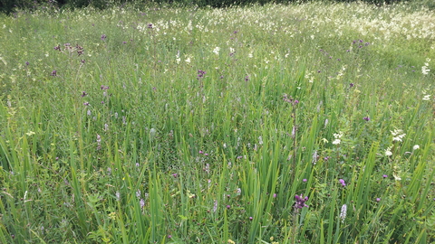 Parish Field nature reserve