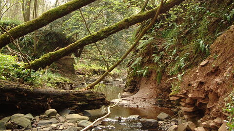 Holywell Dingle nature reserve stream