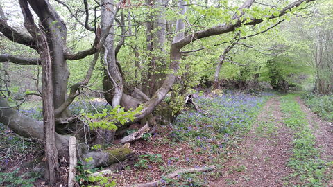 Leeping Stocks nature reserve