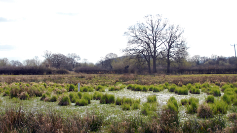 Field with pools of water and tussocks of grass in winter with tree in background
