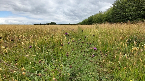 Page's Pasture nature reserve