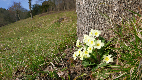 Primroses flowering at the base of a tree with grassland beyond