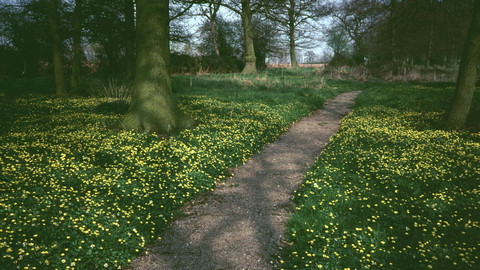 Wyevale Wood celandines