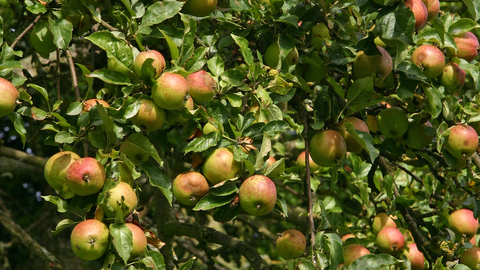 Cider apple