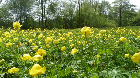 Upper Welson Marsh Globeflower
